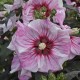 Hibiscus moscheutos Summerific Cheescake C3